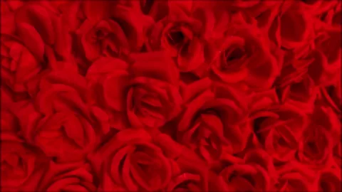 Full Frame Red Rose Petals Floral Background Texture Stock Footage 330520492