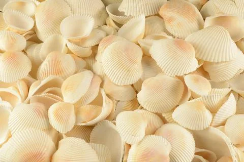 Full Frame Seashells Stock Photos