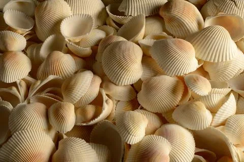 Full Frame Seashells Stock Photos