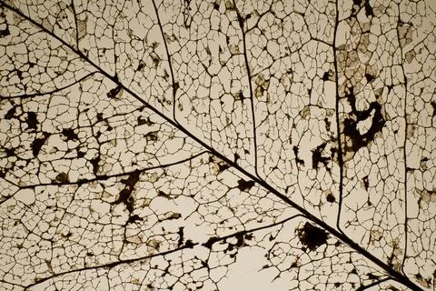 Full frame shot of a dead leaf skeleton Foto stock