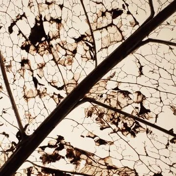 Full frame shot of a dead leaf skeleton against white background Foto stock