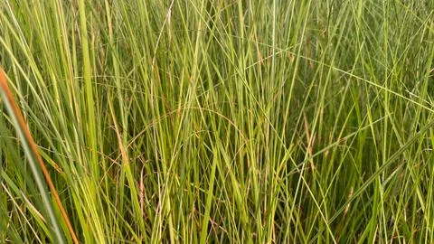 Full frame shot of a dense patch of lush green grass, some of its leaves disp Stock Photos