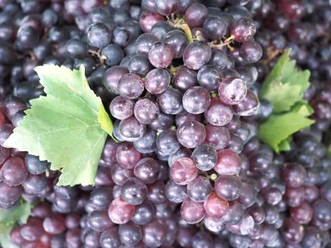 Full frame shot of fresh grape for sale in local market. grape background, farme Stock Photos