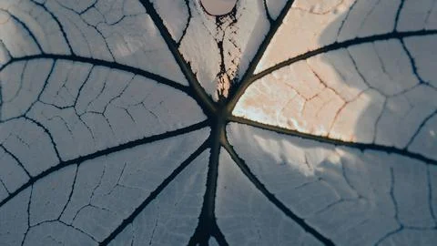 Full frame shot of leaf with a nice pattern Stock Photos
