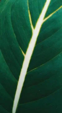 Full frame shot of leaf Stock Photos