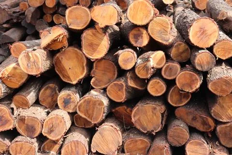 Full Frame Shot Of Logs In Forest | logs background Stock Photos