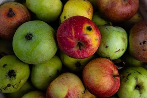 Full frame shot of red apples. Fresh red apples from the market. Stock Photos