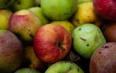 Full frame shot of red apples. Fresh red apples from the market. Stock Photos