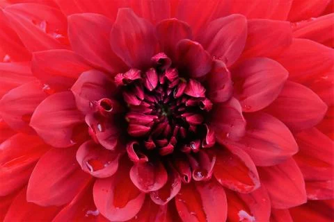 Full frame shot of red dahlia flower Stock-Fotos
