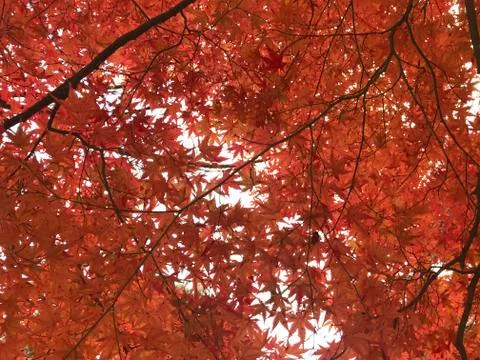 Full frame shot of red maple leaves and bright sky Foto stock