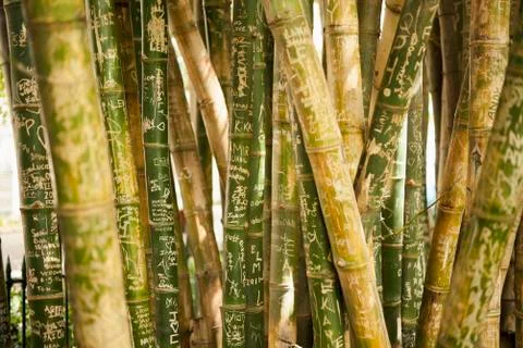Full frame shot of scribbled bamboo groves Stock Photos
