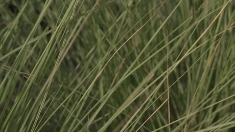 Full frame shot of tall grass moving on the wind Stock-Footage 163081571