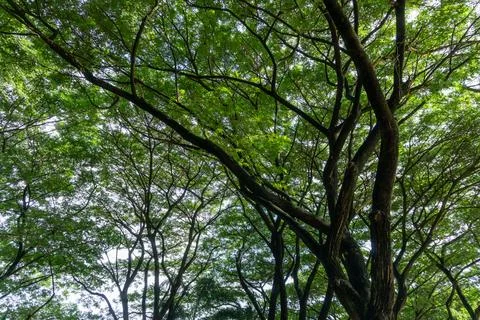 Full frame shot of a tree. tree branches Stock Photos