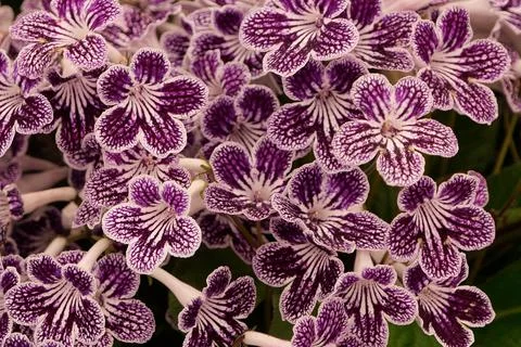 Full frame showing beautifully patterned maroon and white streptocarpus flowers Stock Photos
