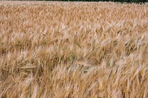 Full frame of Soft common Wheat field in summer Stock Photos
