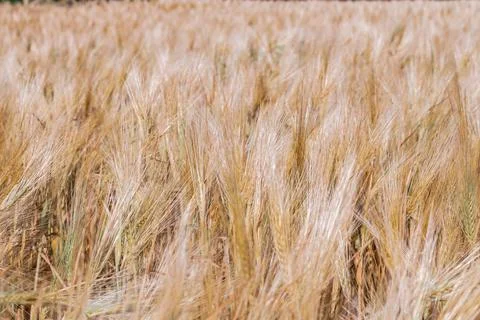 Full frame of Soft common Wheat field in summer Foto stock