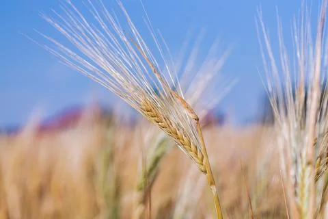 Full frame of Soft common Wheat field in summer Stock Photos