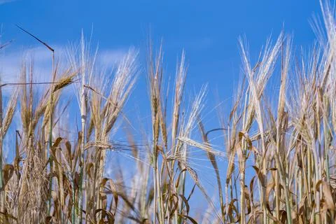 Full frame of Soft common Wheat field in summer against sky Stock Photos