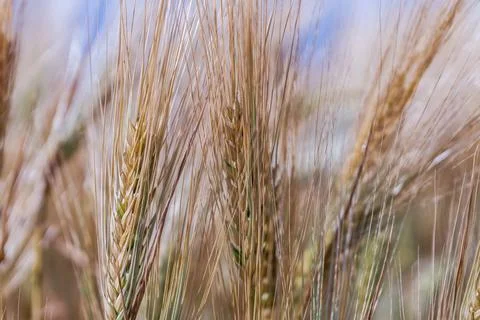 Full frame of Soft common Wheat field in summer Foto stock