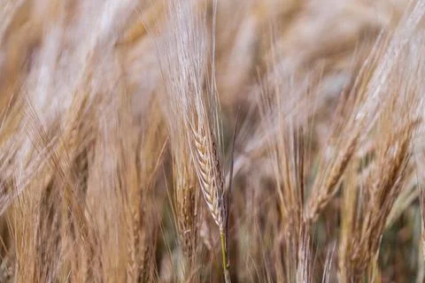 Full frame of Soft common Wheat field in summer Stock Photos