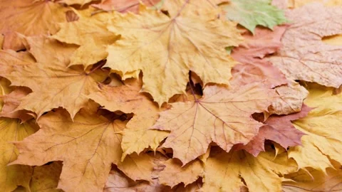 Full frame spinning background of dry yellow autumn maple leaves, looped Stock Footage 166507301