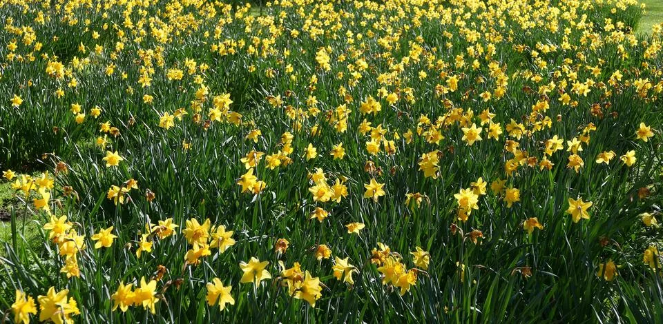 Full frame spring time image of field of yellow daffodils Stock Photos