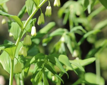 Full frame springtime image of polygonatum showing white flowers on stem Stock Photos