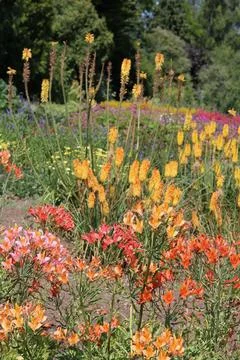Full frame summer flowerbed with assortment of orange flowers Stock Photos