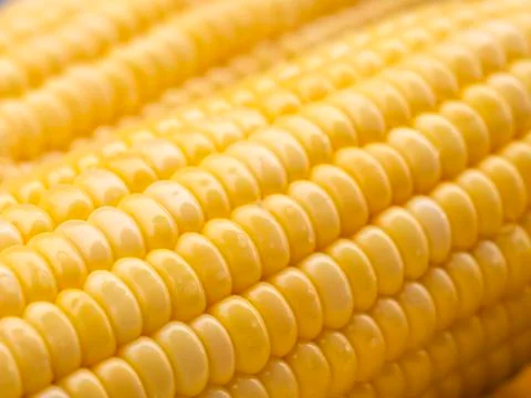 Full frame of sweet corn with dewdrop Foto stock