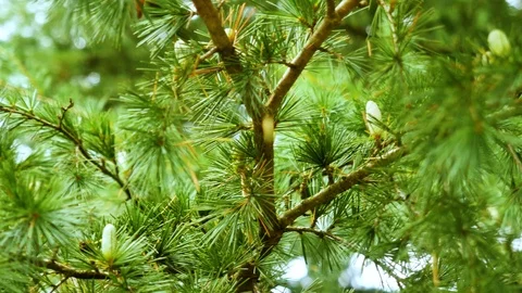 Full frame take of a pine tree with lush green needles Stock Footage 88827119