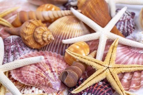 Full frame texture background of beautiful mixed seashells and starfishes Stock Photos
