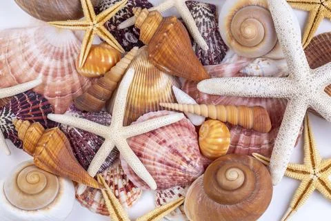 Full frame texture background of beautiful mixed seashells and starfishes Stock Photos