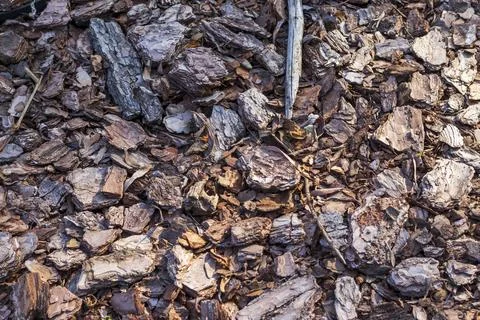 Full frame texture background of chopped brown pine bark mulch pieces. Back.. Stock Photos