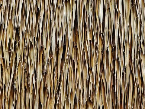 Full Frame Texture Background of Dry Brown Thatched Reed Wall Stock Photos