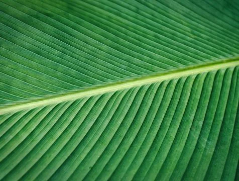 Full Frame Texture Background of Fresh Green Palm Leaf with Selective Focus Stock Photos