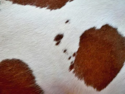 Full Frame Texture Background of Horse Skin Stock Photos