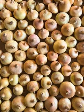 Full frame texture background of many small yellow onions, raw organic Stock Photos