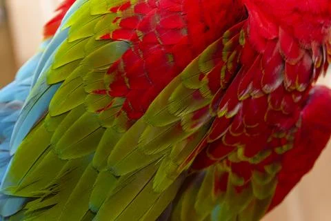 Full frame texture background of red green and blue macaw feathers. Backgroun Stock Photos
