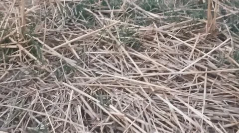 Full Frame Texture Background of Scattered Dry Straw Stalks and Hay 스톡 사진