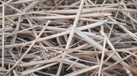 Full Frame Texture Background of Scattered Dry Straw Stalks and Hay Fotos Stock