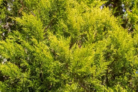 Full frame texture of bright yellow green lemon cypress leaves in sunny garde Stock Photos