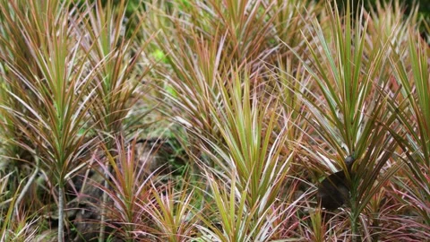 Full frame texture of colorful red and green dracaena marginata plants grow.. Stock Footage 344701921