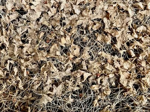 Full Frame Texture of Dried Brown Leaves and Tangled Vines Scattered Stock Photos
