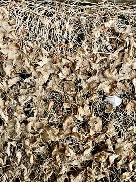 Full Frame Texture of Dried Brown Leaves and Tangled Vines Scattered Stock Photos