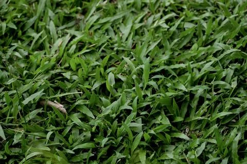 Full frame texture of fresh green tropical carpet grass Stock Photos