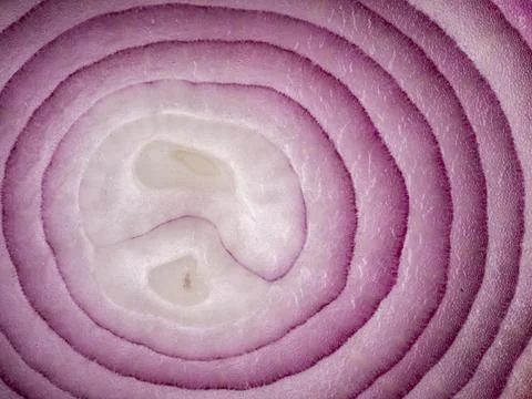 Full frame texture of a fresh sliced purple onion ring cross section Stock Photos
