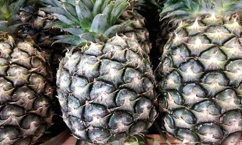 Full frame texture of fresh vibrant organic pineapples beautifully arranged Stock Photos