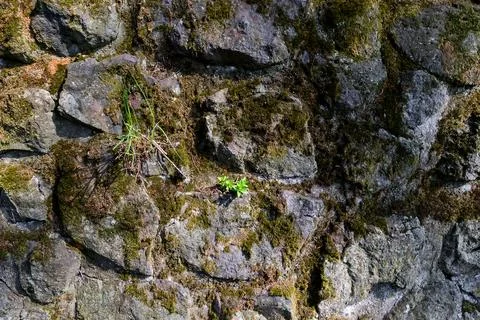 Full frame texture of old mossy stone wall, rustic cyclopean masonry Stock-Fotos