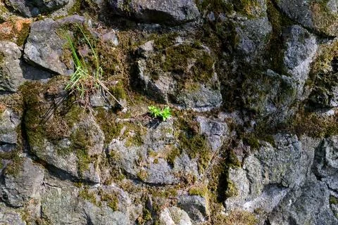 Full frame texture of old mossy stone wall, rustic cyclopean masonry Stock-Fotos