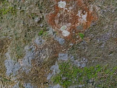 Full Frame Texture of an Old Weathered Wall Covered in Moss and Lichen Stock Photos